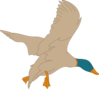 Landing Mallard Clip Art